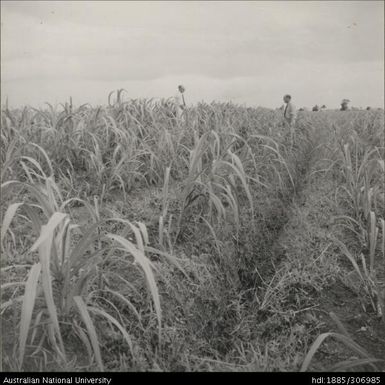 Field Officers in crop