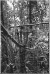 Hunting: snare made of vines and branches, set along a tree branch