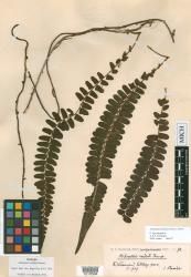 Arthropteris palisotii