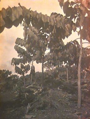 Young Cocoa Trees