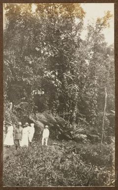 Group walking on forest track. From the album: Samoa