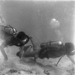 Divers near the ocean floor off Vava'u Island, Tonga