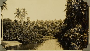 Palm trees in Fiji, 1928