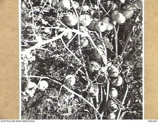 12 MILE, LALOKI RIVER, NEW GUINEA. 1943-11-15. EVIDENCE OF THE BOUNTIFUL YIELD OBTAINED FROM TOMATOES ON THE FARM OF THE 3RD AUSTRALIAN FARM COMPANY, AUSTRALIAN ARMY SERVICE CORPS
