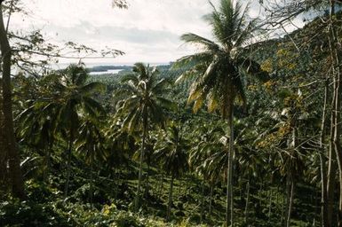 Coconut Plantation