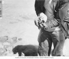 Close up of a crab found on the shore of Uku Island, summer 1947