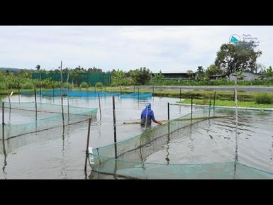 Women running tilapia farm in Fiji