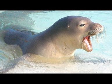 HIKI NŌ Focus on Compassion: Animals | Program