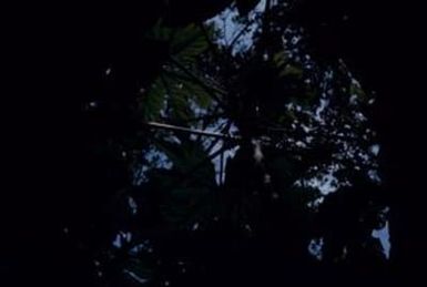 [Trevesia tree branching form and leaves at Espiritu Santo, Vanuatu]