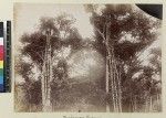 View of houses in tree tops Veiburi, near Port Moresby, Papua New Guinea, ca. 1890