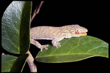 Eurydactylodes agricolae