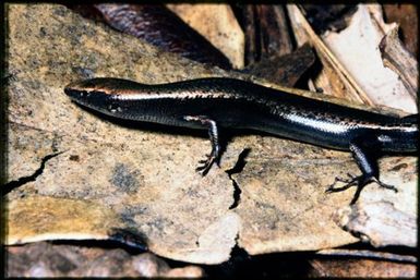 Caledoniscincus atropunctatus