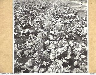 12 MILE, LALOKI RIVER, NEW GUINEA. 1943-11-15. CABBAGE SEED GARDEN OF THE 3RD AUSTRALIAN FARM COMPANY, AUSTRALIAN ARMY'S SERVICE CORPS