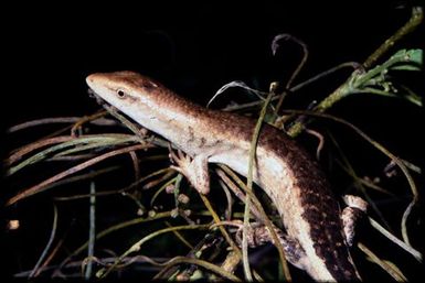 Skink sp.