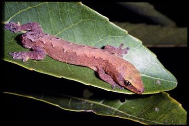 Gecko sp.