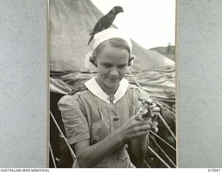 1943-06-21. NEW GUINEA. AT AN AUSTRALIAN CASUALTY CLEARING STATION. SISTER M.F. THORPE, OF BRISBANE WITH TWO OF THE NURSES' PETS - JIMINY CRICKET (A PHALANGER SQUIRREL) AND JOE (A MOUNTAIN PARROT) ..