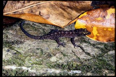 Bavayia ornata