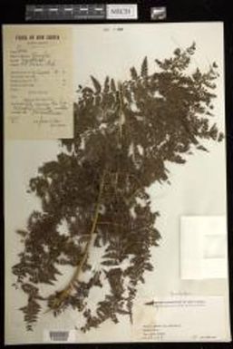 Dennstaedtia indet