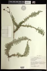 Dicranopteris linearis