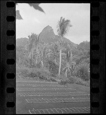 View of Orange tree seedlings within a seedling bed amongst palm trees and bush with mountains beyond, Rarotonga, Cook Islands