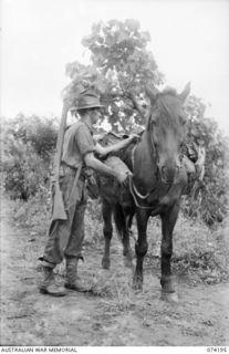 HANSA BAY, NEW GUINEA. 1944-06-21. NX120941 PRIVATE G.F. GATES, 4TH INFANTRY BATTALION, LOADING PACKS ON ONE OF THE HORSES LEFT BEHIND BY THE RETREATING JAPANESE