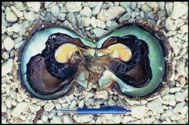 Oyster shell, Manihiki,Cook Islands