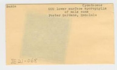 [Zamia in Hawaii, envelope IE21-068]