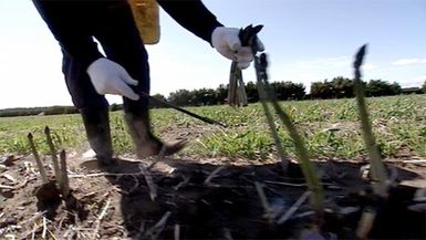 Asparagus harvest, 2008