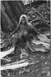 Pig festival, pig sacrifice, Tsembaga: woman, holding infant, flattens leaves for sacrifice house thatching