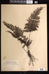 Abrodictyum obscurum