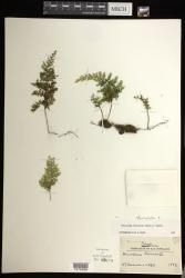 Hymenophyllum thuidium