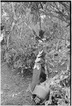 Returned laborers, purification ritual: dead cassowaries dressed as humans, symbolizing ancestors, to left are above ground ovens