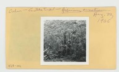 [Hibiscus arnottianus in Hawaii, envelope IE28-102]