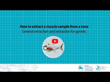 Extract a muscle sample from a tuna