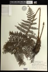 Athyrium microphyllum