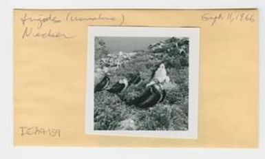[Immature frigates in Hawaii, envelope IE29-139]