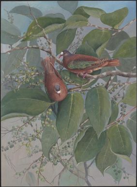 Green-winged pigeon, Papua New Guinea, 1917 / Ellis Rowan