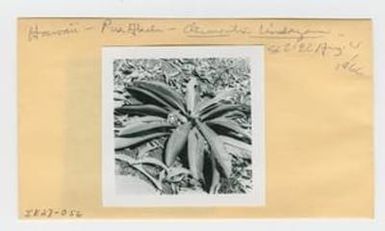 [Clermontia lindseyana in Hawaii, envelope IE27-056]