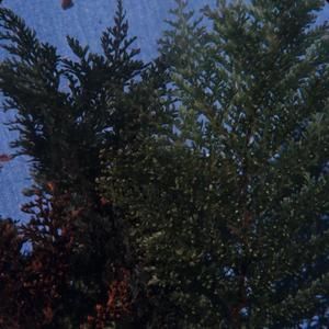 [Sphaerocionium from Castle Trail, United States] BRIT-A-AR003-012-02-034