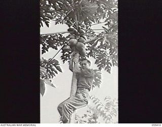 BULOLO, NEW GUINEA. 1943-08-12. PRIVATE E. YOUNG, BATMAN TO SX7174 CAPTAIN IVOR H. T. HELE, OF MILITARY HISTORY SECTION, CLIMBING A PAW PAW TREE