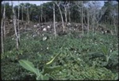 A taro garden