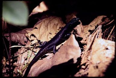 Emoia nigra
