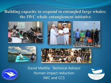 Building capacity to respond to entangled large whales the IWC whale entanglement initiative