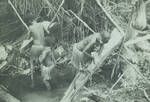 Making sago, Sikuis, Lake Murray, [Papua New Guinea, c1952 to 1953]