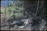 Food preparation: leaf-lined earth oven pit and hot stones