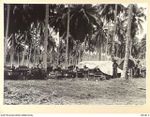 AITAPE AREA, NEW GUINEA, 1944-11-12. MEMBERS OF 135 BRIGADE WORKSHOP MANHANDLING STORES FROM WORK TRUCKS SOON AFTER ARRIVAL IN THE AREA