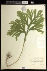 Selaginella breynioides