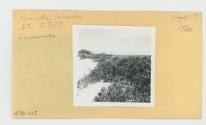 [Scaevola taccada in Hawaii, envelope IE30-215]