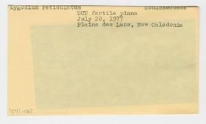 [Lygodium reticulatum in New Caledonia, envelope IE41-067]
