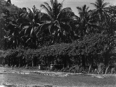 [Pacific island view with palm trees]